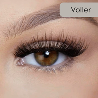 Voller